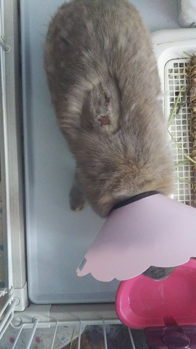 イブラヒモミッチ 今日はジェシーちゃん通院 10日前に背中の換毛箇所を皮膚ごとかみちぎってしまい エリザベスカラー生活 今日はエリカラを噛んでいたので うさぎ服 Lサイズ買ったけど前とまりません