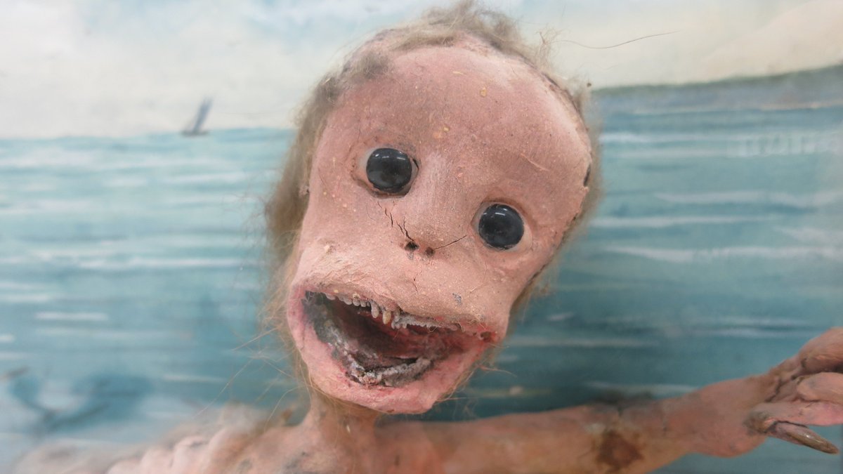 NatSciNMS's tweet photo. "It's been a whole year!!" 😱
Yes mermaid, yes it has.
#CreepiestObject #CuratorBattle https://t.co/UJmGScuYXY