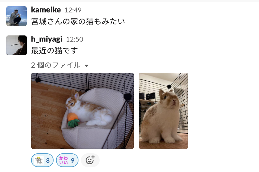 かめいけ 弊社slcakの Z 猫 チャンネル 猫判定がガバガバなのでおすすめです