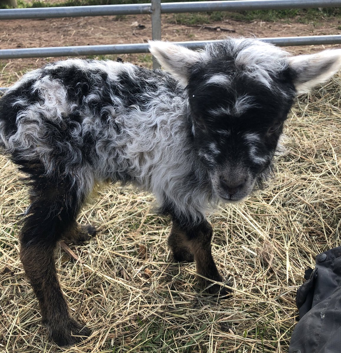 SerafeenaH's tweet photo. Yannah Daedalus the ram lamb...#gonative #northronaldsaysheep #RBSTwatchlist @mike_hannay https://t.co/MNOdCG5Cls