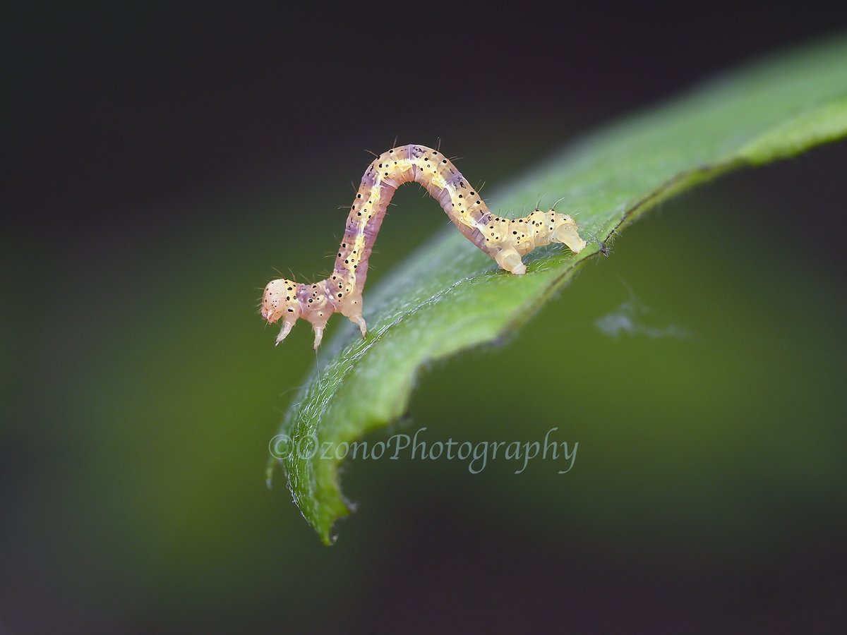 Haischlib シャクトリムシ Ar Twitter