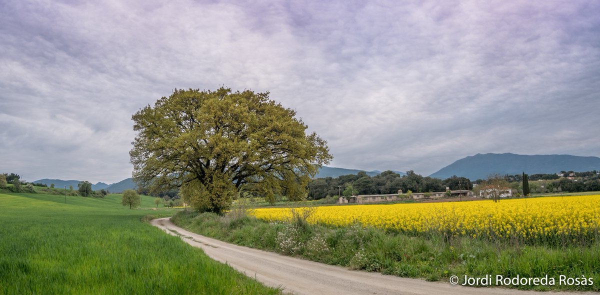 Foto a les 8h del matí d'avui divendres 16 d'abril amb un celatge que recordava els stratocumulus undulatus, mirant cap al Montseny des de Sant Pere de V.