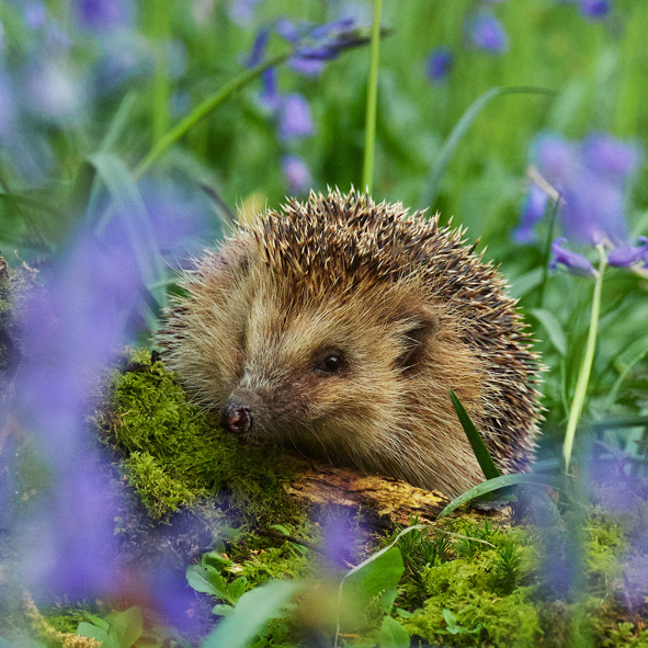 British Wildlife Centre tweet media