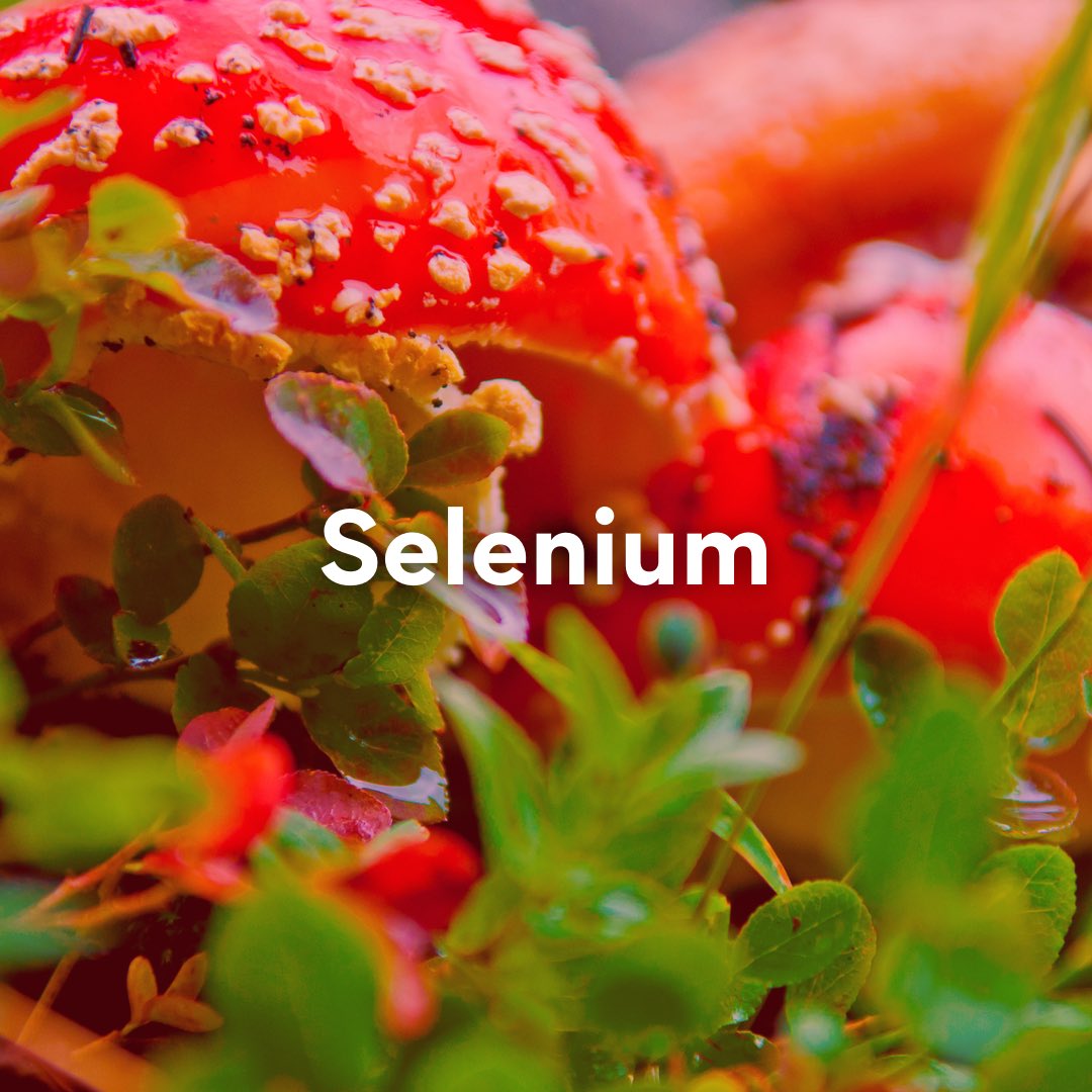 everybody_ie's tweet photo. Despite the significant impact that Selenium has on our health, it’s importance is not widely known or understood in comparison to other supplements.

Follow this link to learn vital information about this essential mineral ➡️ https://t.co/3QDOFjHUtb

#Nutrition #immunesupport https://t.co/3vVPZxeWQv