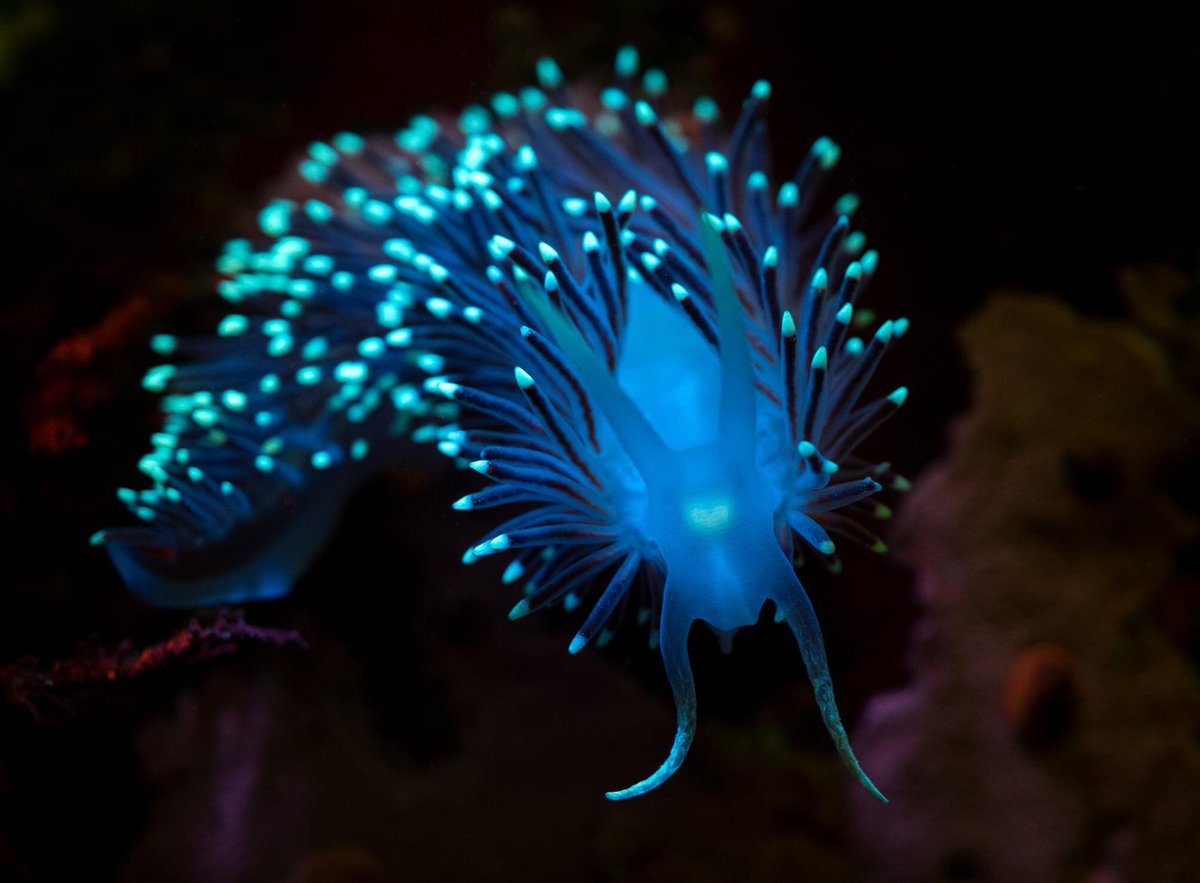 The beautiful #nudibranch Caronella pelucida from loch Creran, Scotland under #fluorescent light 

#NaturePhotography #wildlifephotography #BBCWildlifePOTD #FluorescenceFriday #nudibranchs