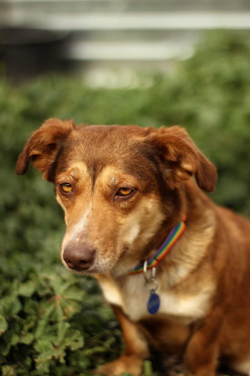 AXLAMADRID's tweet photo. 💕MANETOY💕 es una perrita de un añito, abandonada en el campo sola.

Es compatible con gatos y muy cariñosa. Aún tiene algo de miedo a las personas, pero nada que no olvidará pronto en un hogar que le de amor.♥️

Muy sociable y juguetona con perros.

✉️ adopciones@axlamadrid.org https://t.co/DqlYnQYuKG