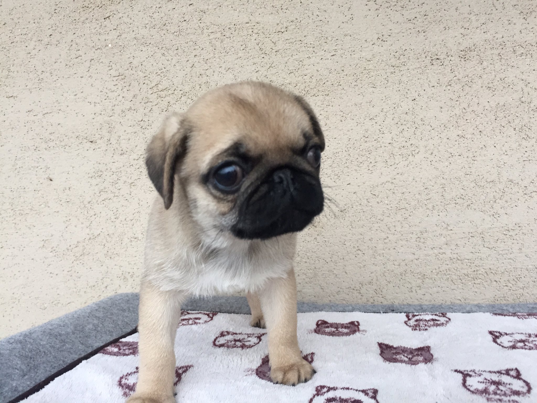 パグ子犬 Twitter Search Twitter