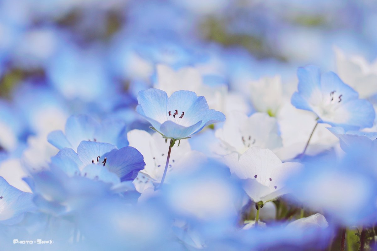 ネモフィラ の感情分析 Nyakone