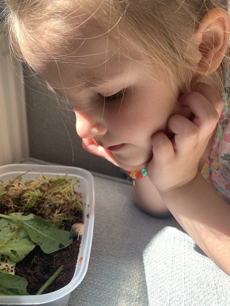 kbaileynqt's tweet photo. Welcoming Bella and Mr Speedy before I take them into their new home at school on Monday. Any tips for raising African Land Snails greatly appreciated 😃🐌 #EYTagteam #teamearlyyears https://t.co/sRtegUUsZt