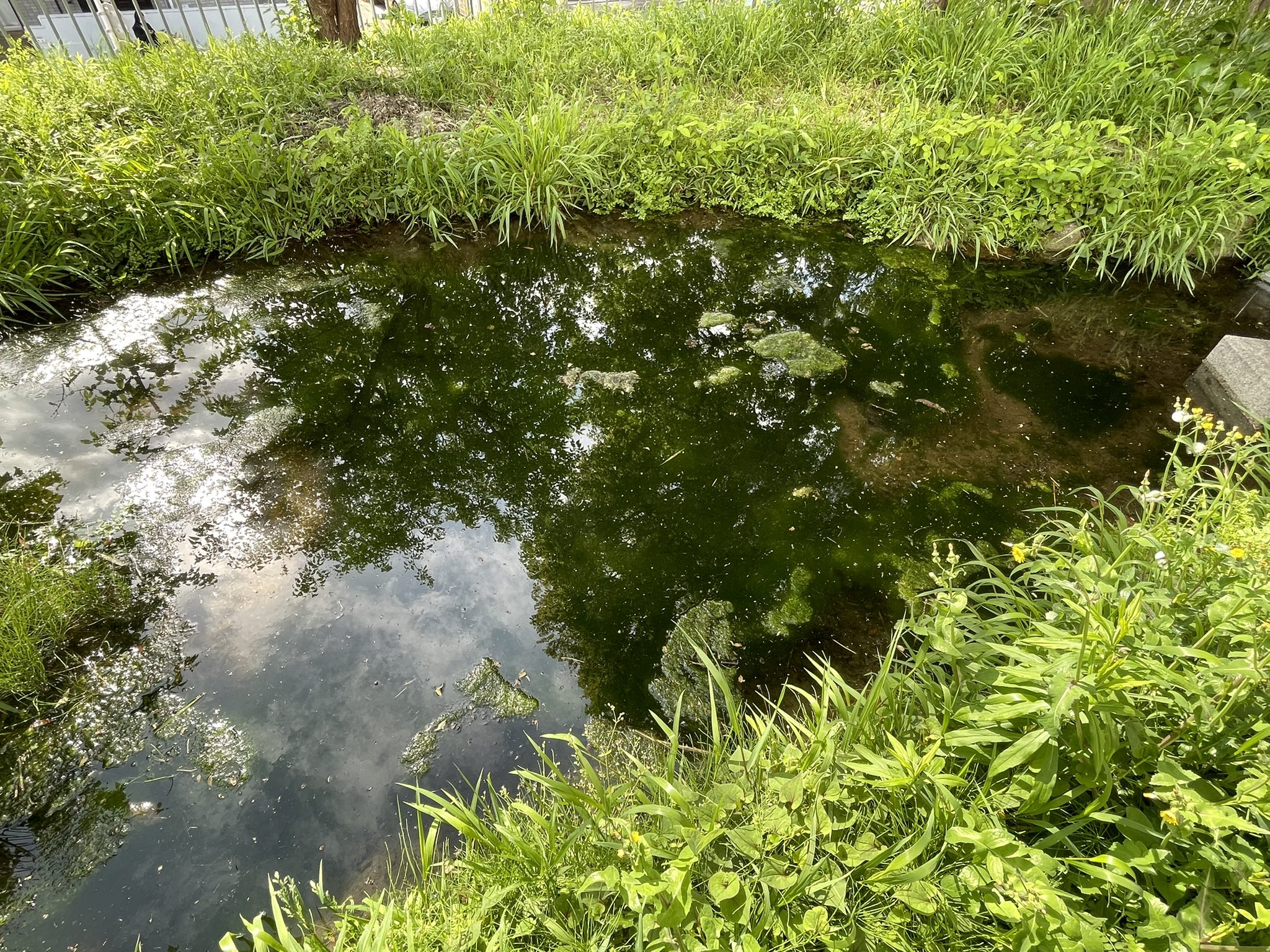都立広尾高校 科研 生物班 ほかの生き物を巻き込まないように注意しながら池のアオミドロを除去しました 疲れました W 来週どうなっているか楽しみですね 部活 ビオトープ T Co Vo96ukp5o0 Twitter