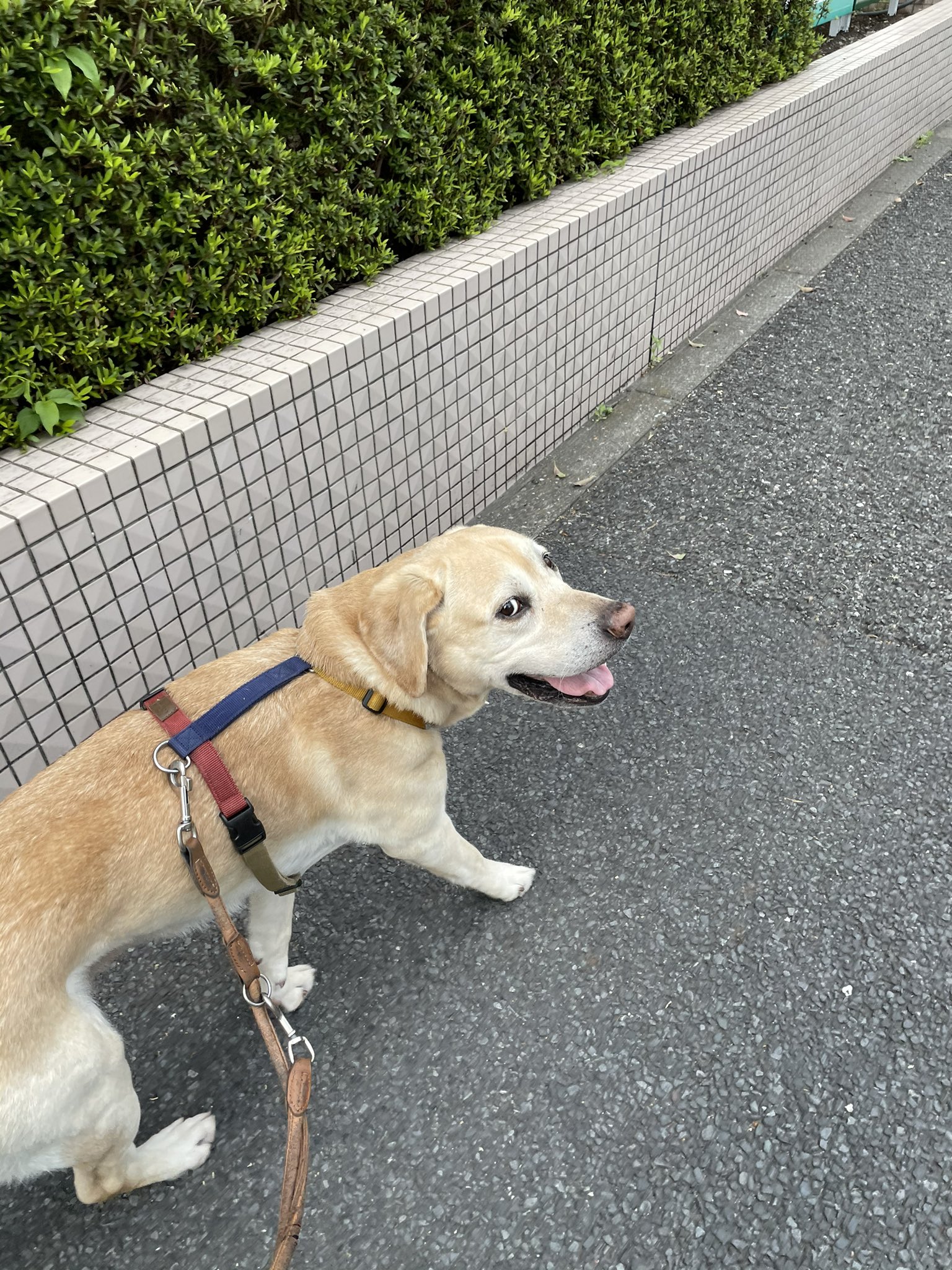 تويتر 松本秀樹 犬と旅してた人 على تويتر 正しいリードの持ち方 愛犬が迷子になってしまいました こんな服を着ていて リードはついたままです こういったsos 意外と多いです たしか先日 迷子になった警察犬もリードが ついたままでしたよね