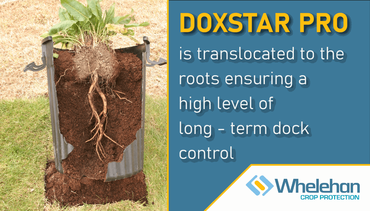 TPWCrop's tweet photo. Doxstar Pro is translocated to the roots, ensuring a high-level of long-term dock control. 

#WeedControl #DockControl #GrowGreatGrass #Silage2021 https://t.co/xObmCaGNVz