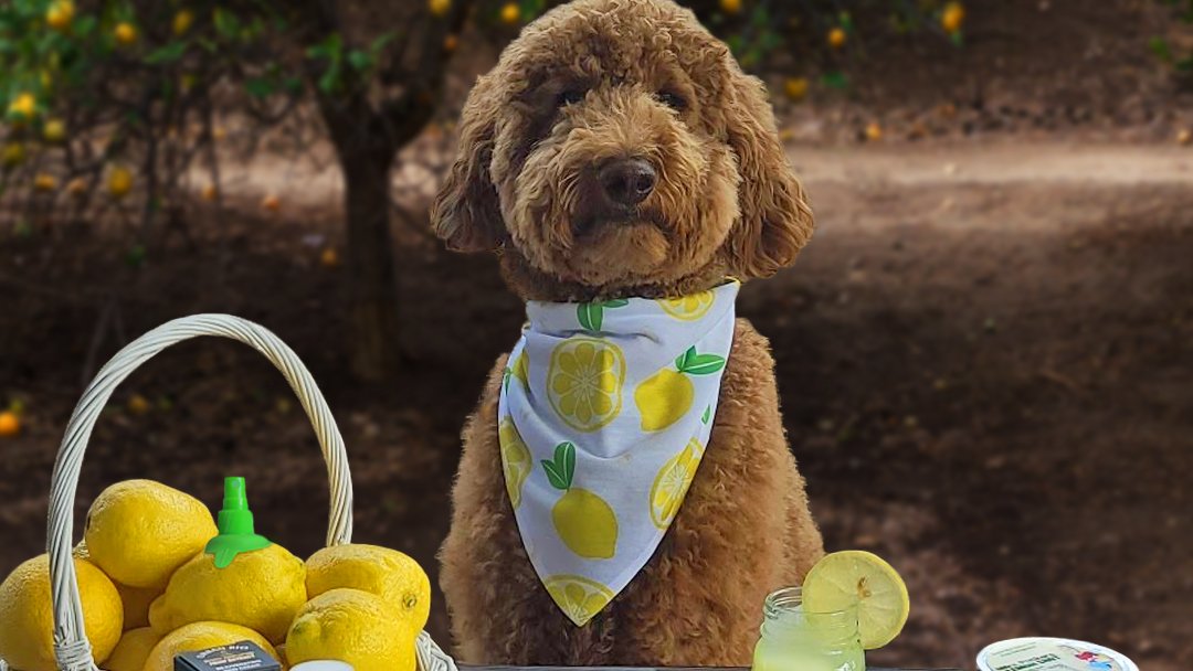 PuckerUrbanFarm's tweet photo. Head to our Instagram @PuckerUrbanFarm to enter our latest giveaway!
#localeats #lemons #organic #collab #supportsmallbusiness #localfarming #healthyliving https://t.co/6PcUh4Bw92