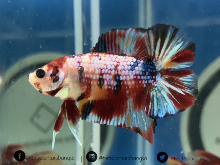 BETTArabangsa's tweet photo. Facebook: /betta.antarabangsa 
Instagram: @betta.antarabangsa 
Twitter: @BETTArabangsa
Shopee: Betta.Antarabangsa
Telegram: https://t.co/4ftUk29mHo

#bettaantarabangsa #ikanlaga #ikanlagamalaysia #ikancupang #bettafish #bettamalaysia #bettacommunity https://t.co/whEEJglnQo