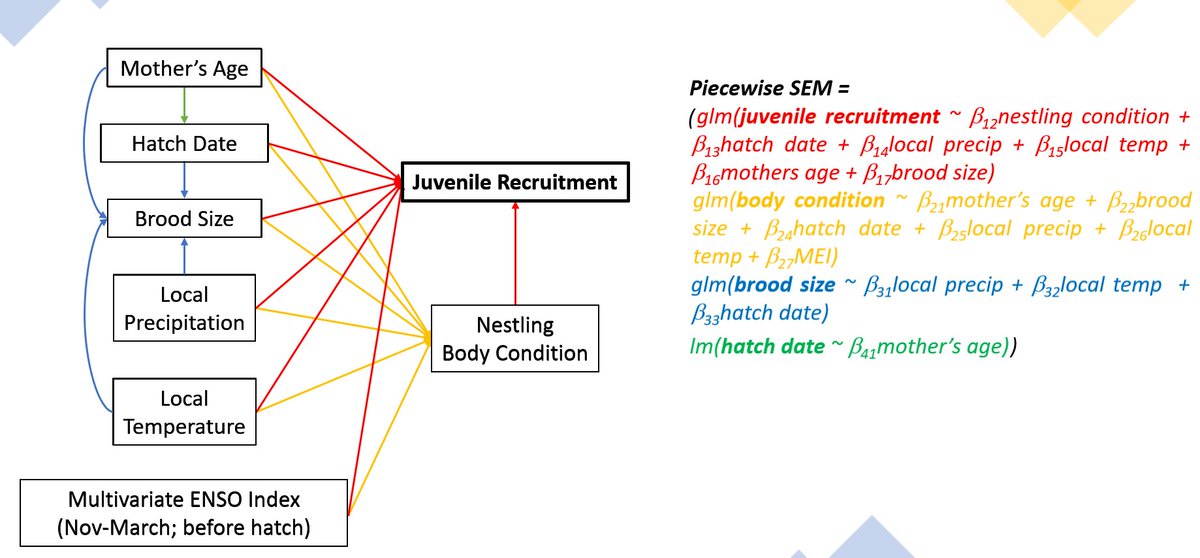 I just presented my work about nest conditions and weather effects on body condition and juvenile recruitment at #NENHC2021 #WOS #AFO. Lots of great research presented this week!