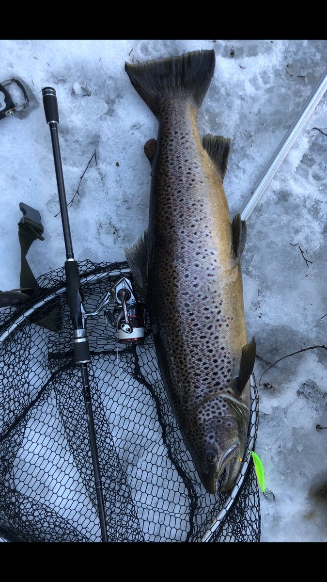 Grym start på helgen, 5.5 kg havsöring simmar vidare😃