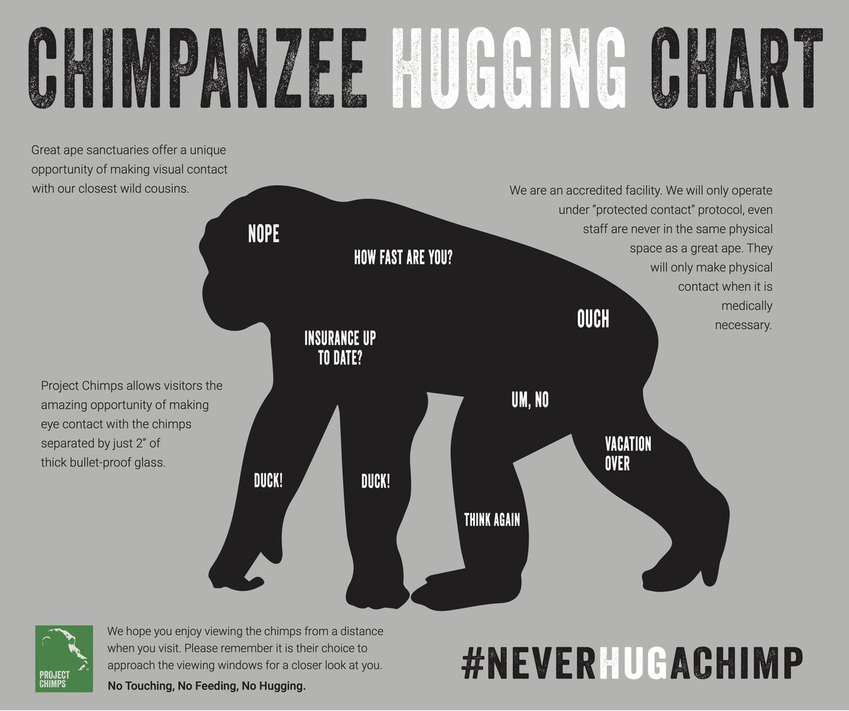 At Project Chimps, even our staff are never in the same physical space with a chimpanzee unless medically necessary. If you ever have a chance to hug a chimp in life, it's important to first review our official Chimpanzee Hugging Chart. 🧐  #NeverHugAChimp #chimpanzee #chimps