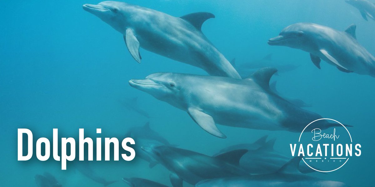BeachVacationsM's tweet photo. #Dolphins are those adorable animals that when you are by the sea, you want to have the chance to see them! https://t.co/2czU0HyHWU