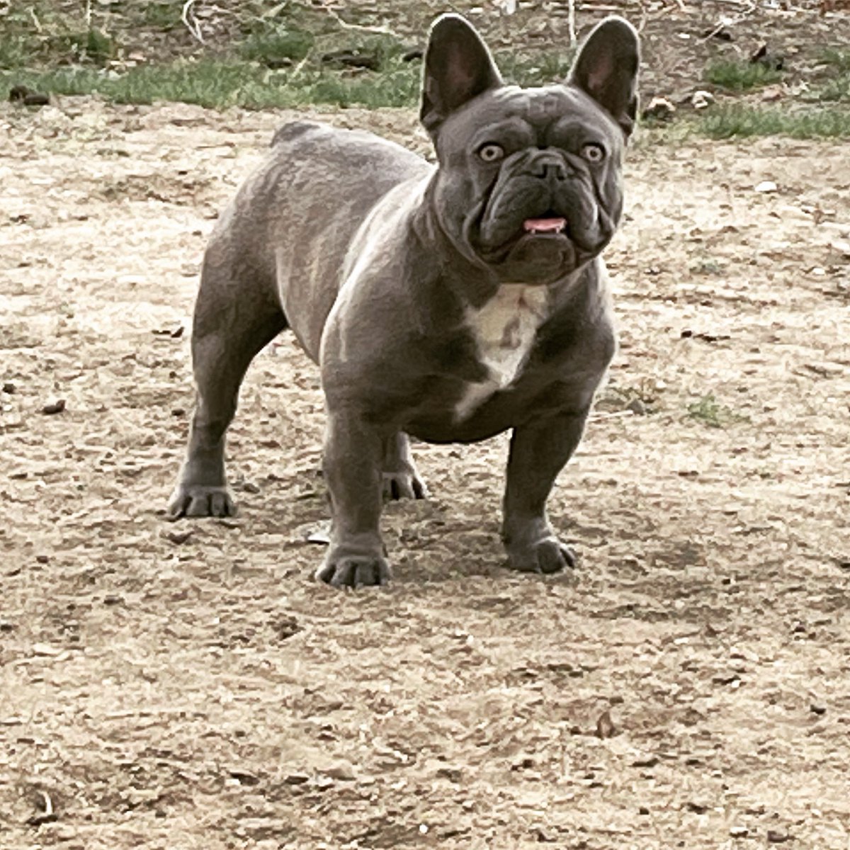 klynn913's tweet photo. Hey #BuschCTOcontest this breed is moving up! Trending like #BuschDogBrew https://t.co/BHAHybkzBd