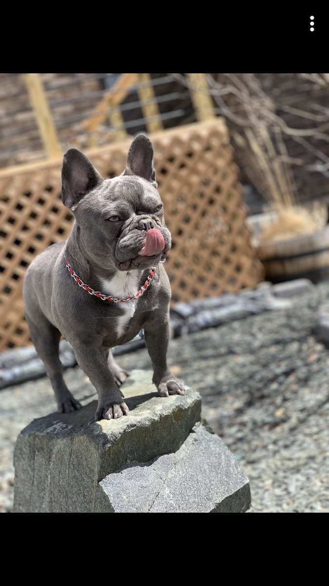 klynn913's tweet photo. Hey #BuschCTOcontest this breed is moving up! Trending like #BuschDogBrew https://t.co/BHAHybkzBd