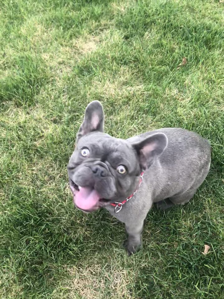 klynn913's tweet photo. Archie for #BuschDogBrew and coming in hawt 🔥 for #BuschCTOcontest ... did I mention I’m a Marketing Teacher and would love to promote Sir Archie as your new CFO 😂 #buschambassador #becausebeer #Frenchie https://t.co/3D1LAbf64q