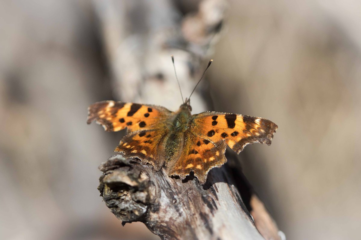 Mirja_Paljakka's tweet photo. spring founds from my walk today:
my first seen butterfly was named Polygonia c-album
#herukkaperhonen #näsiä #mezereum #commonhepatica #sinivuokko https://t.co/cqYh1jxLM1