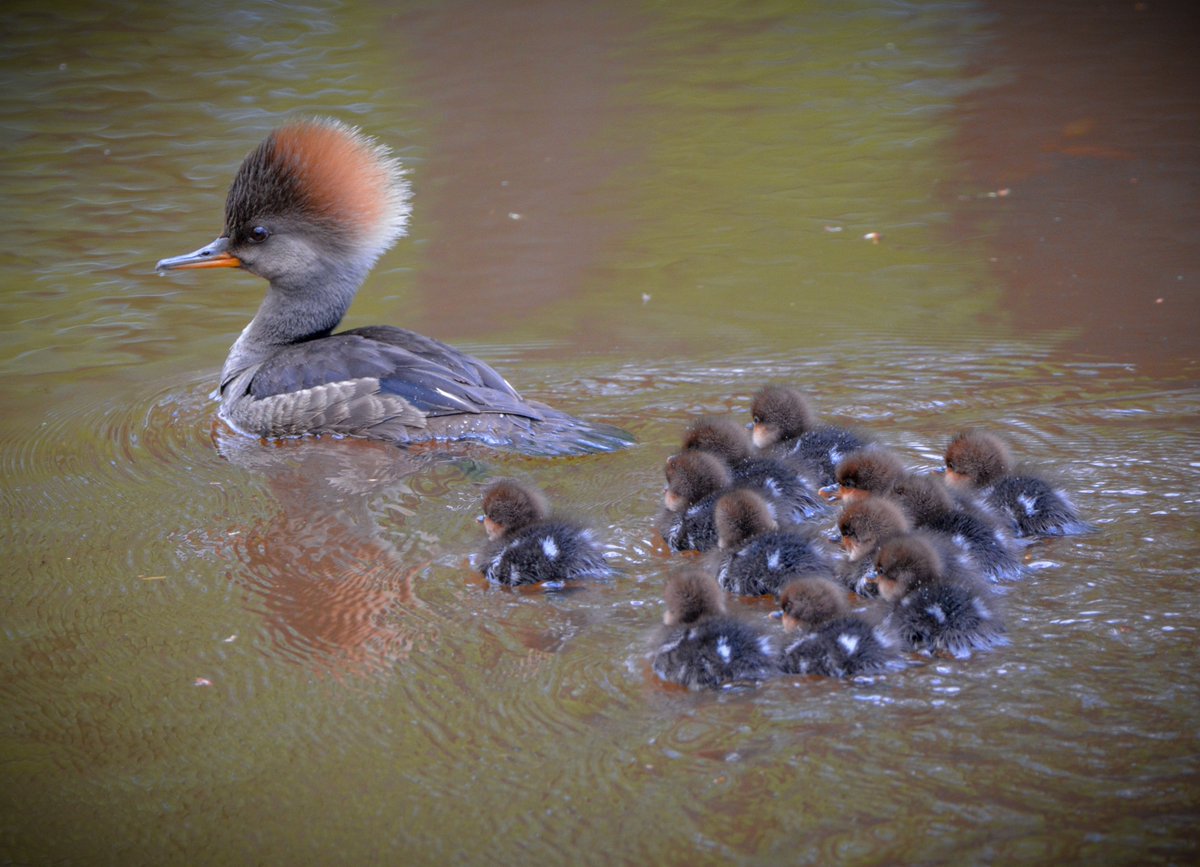 If you need a smile today. One of my favorite sets of photos, ever: A hooded merganser hen takes her brood of ducklings out for their first swim.

#hoodedmerganser #naturelovers #birdwatching #birdphotography #naturephotography #bird #ducklings #spring #nature