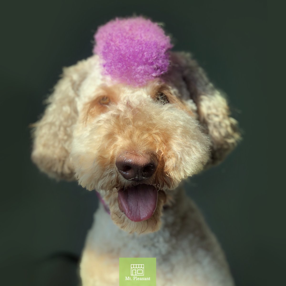 Uberdogcares's tweet photo. How great is Parker's fantastic #DoodleHawk? We just love it! 😍 

#doghairstyles #doglife #happydog #doglover #dogoftheday #yyzdoggrooming #doggroomingtoronto https://t.co/Uo6KIrL7bM