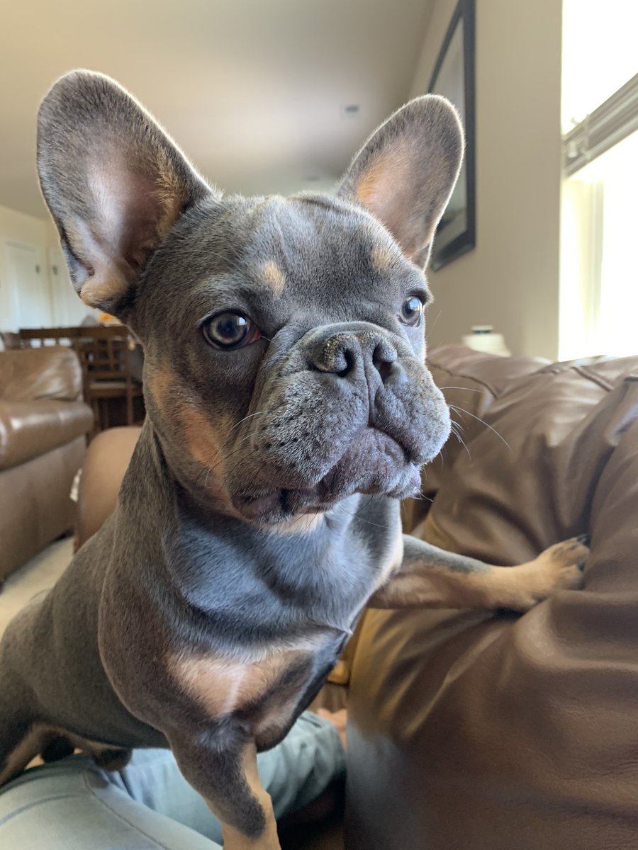 Meet One of my fur babies ❤️#IHXFurryFriendFriday