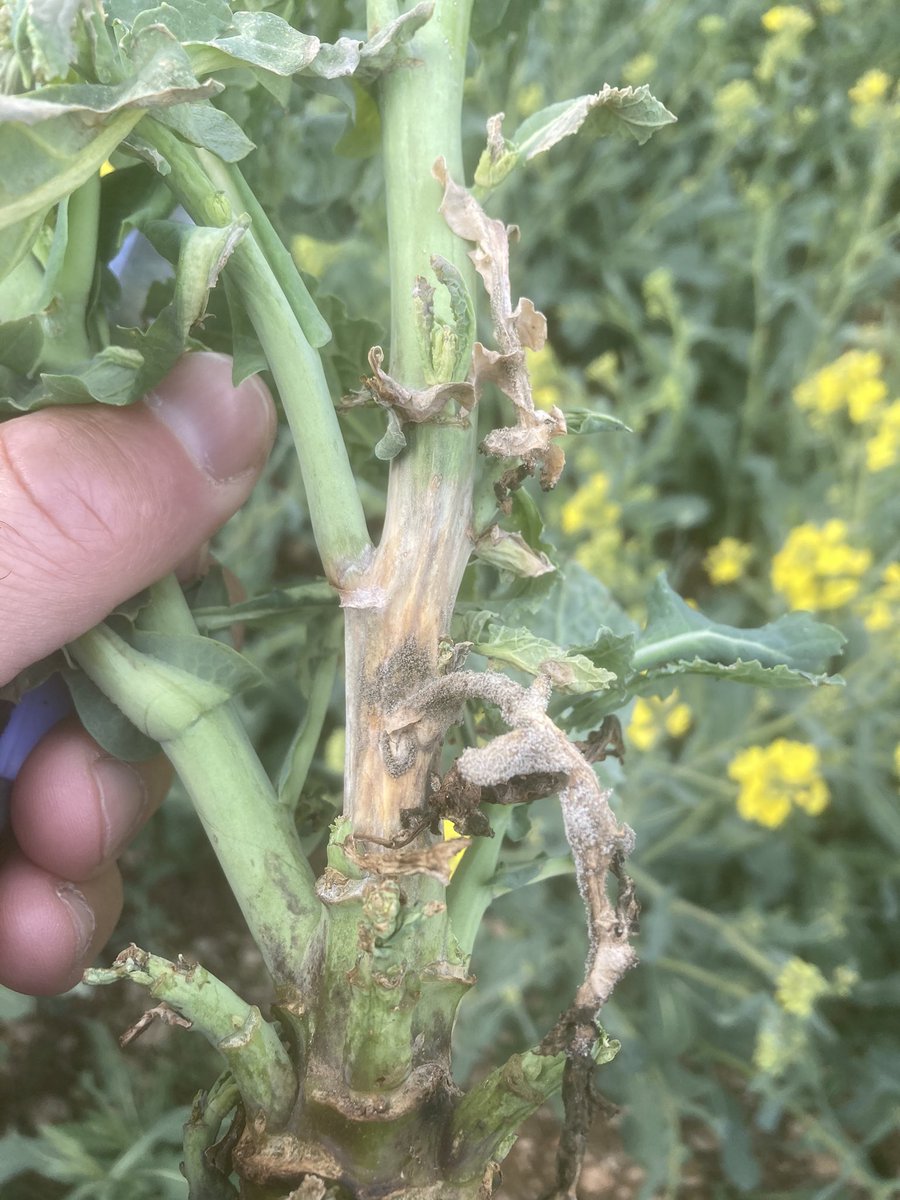 Emmanuel BONNIN tweet media