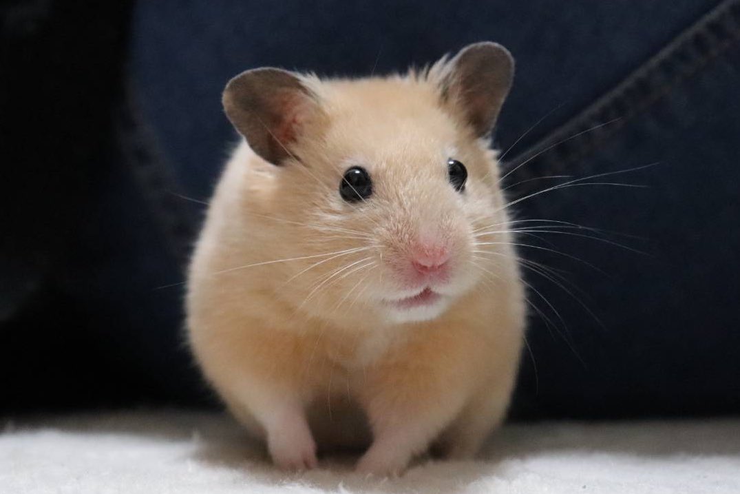 そら 可愛すぎて溜め息でた キンクマ ハムスターのいる生活 T Co Wlgeahiqut Twitter