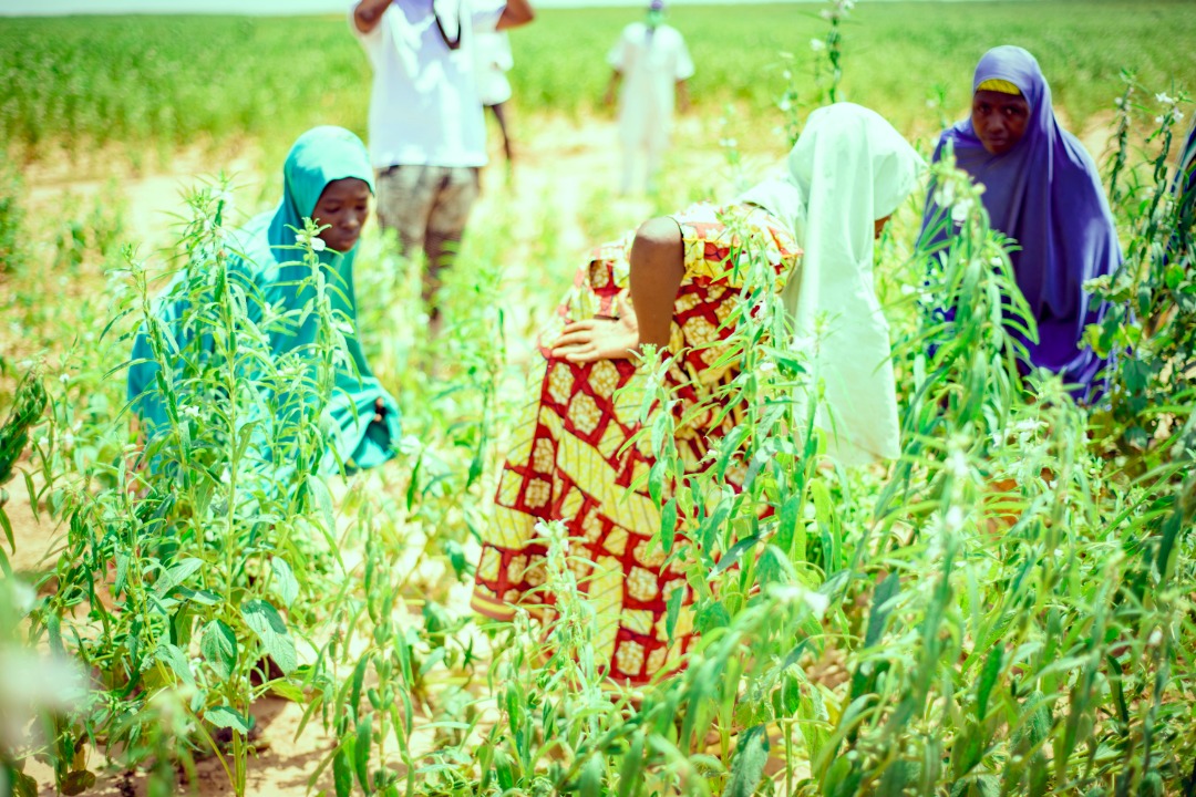 ... with <a href="/Syngenta/">Syngenta</a> will not only increase agricultural yield, but also support Nigerian farmers through advanced crop protection methods and cost-effective agronomic practices across multiple value chains over the next five years. ...2/2