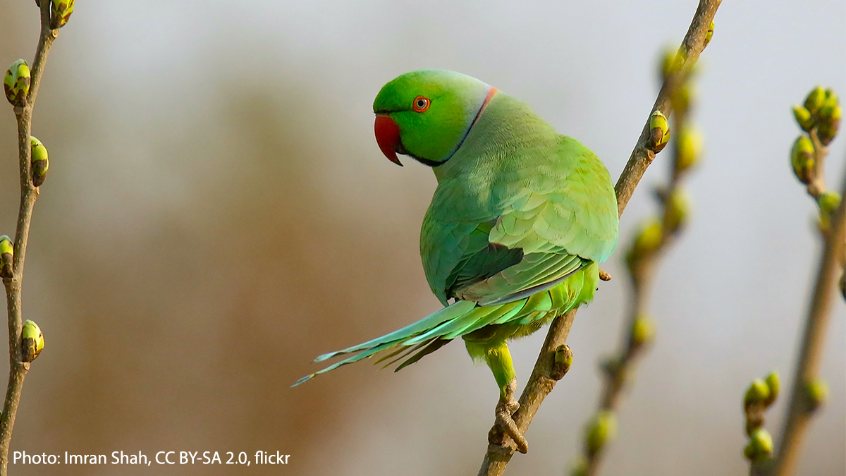Some color | The Rose-ringed parakeet, some nice colors in t… | Flickr