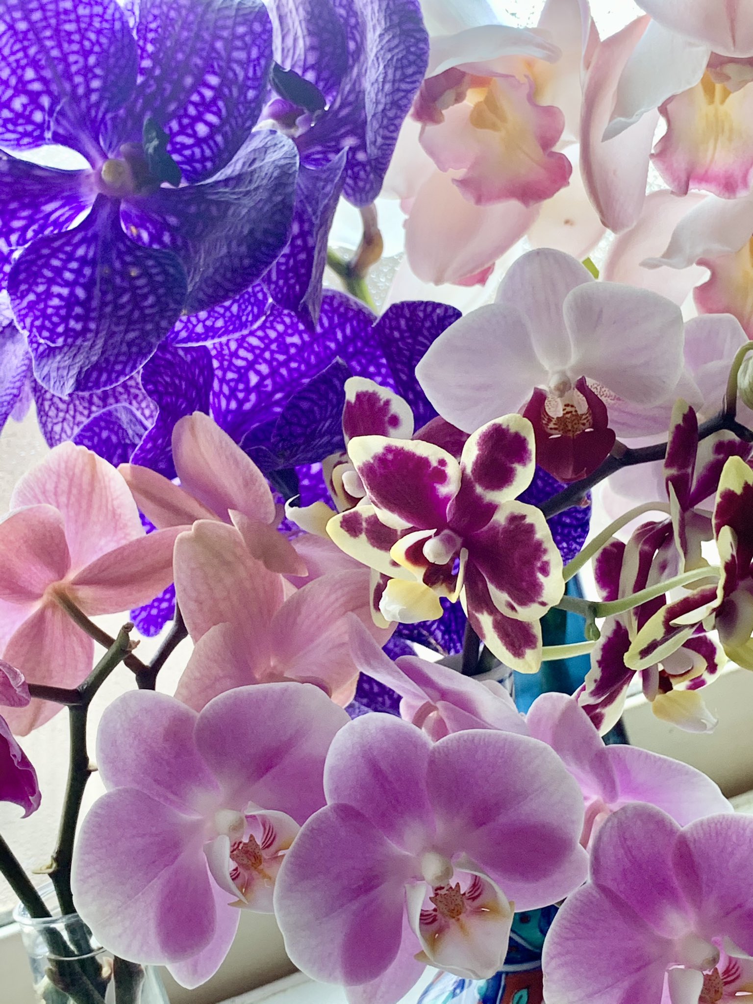 May S Orchids Orchids S Twitter