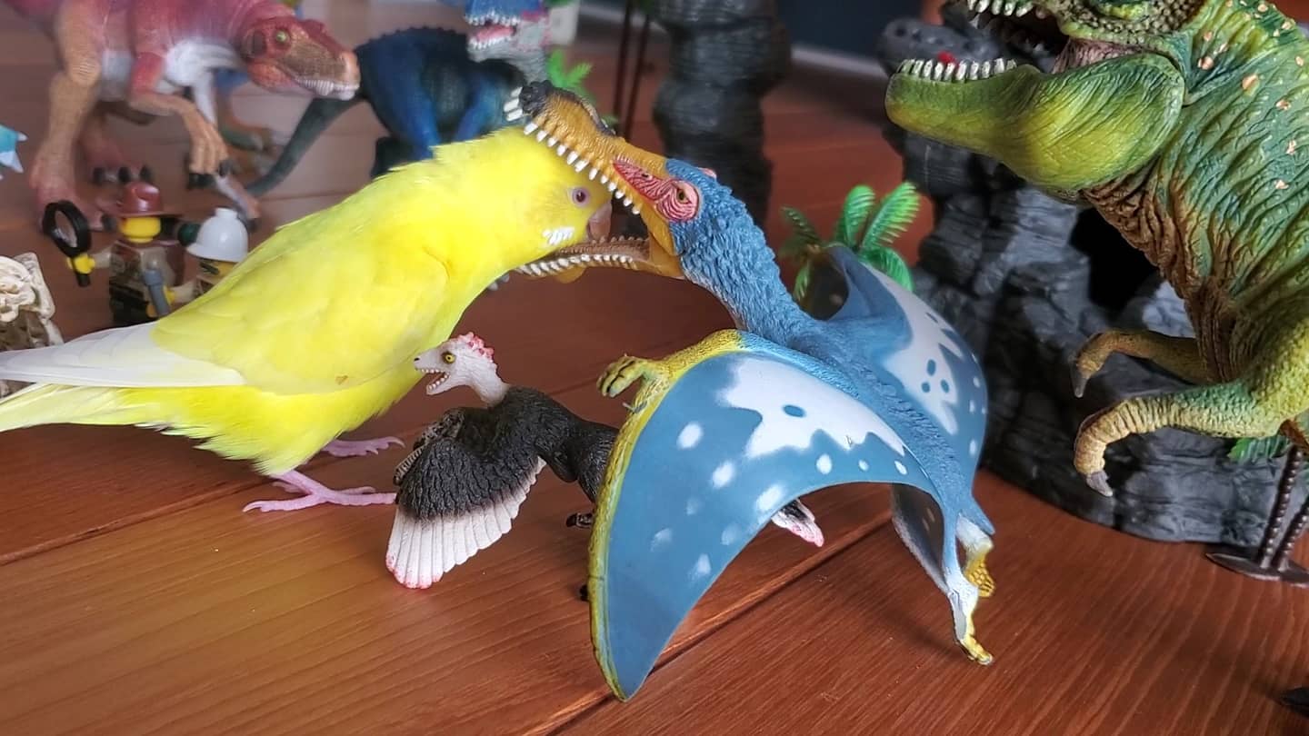 続・【インコが歌ってみた】DA PUMP / U.S.A. セキセイインコ