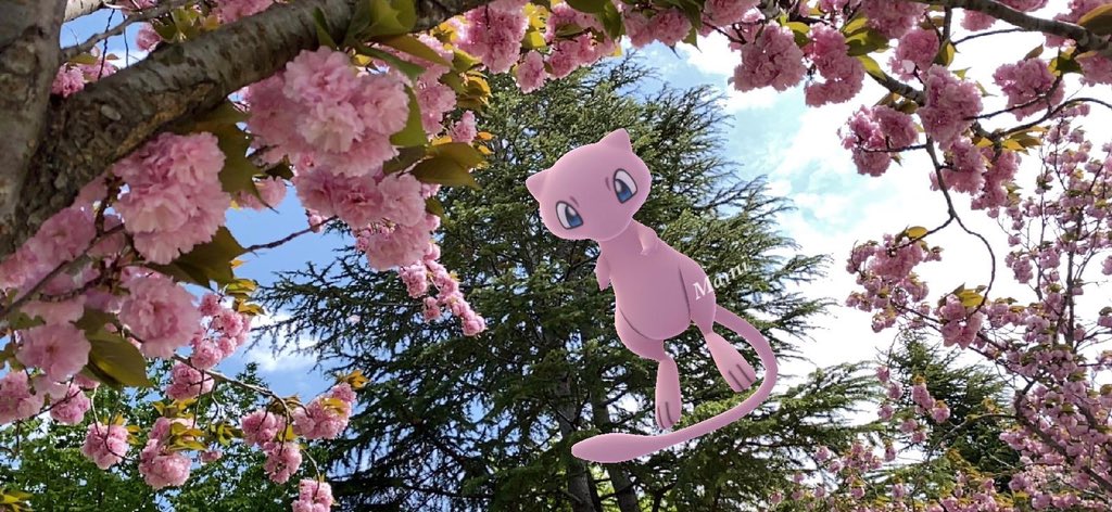rabi_20122650's tweet photo. 八重桜🌸
ミュウ撮ってて楽しい😄📷
#GOsnapshot #ポケモンGO
#ARofTheDay #NoFilterARFriday
#内股AR大会 https://t.co/ne2HJAHr45