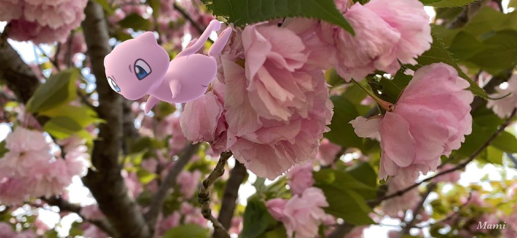 rabi_20122650's tweet photo. 八重桜🌸
ミュウ撮ってて楽しい😄📷
#GOsnapshot #ポケモンGO
#ARofTheDay #NoFilterARFriday
#内股AR大会 https://t.co/ne2HJAHr45