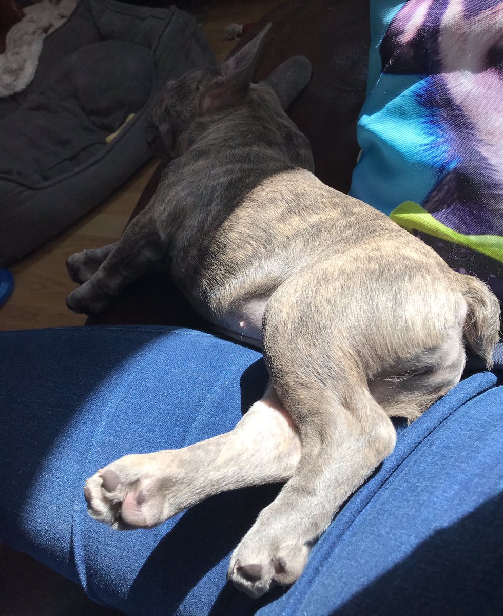 JeanGreyTheFB's tweet photo. I’ve got my butt in the sun and it feels gooooood.
Sleepin’ on mamma again. We all love the snuggles.
Going out to dinner tonight to the pub for the hoosis’ birthday. Watch this space.
#SunButt
#puppyofTwitter https://t.co/fz4It9yHK4