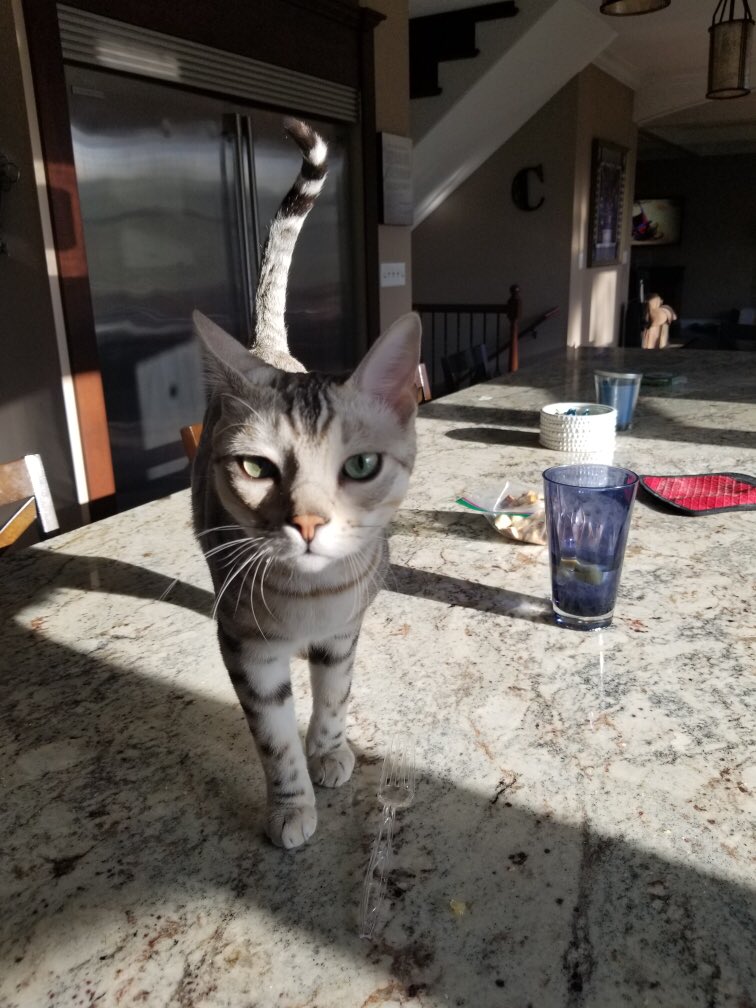 jadethebengal's tweet photo. Goob mornin https://t.co/o8HDjZm2is