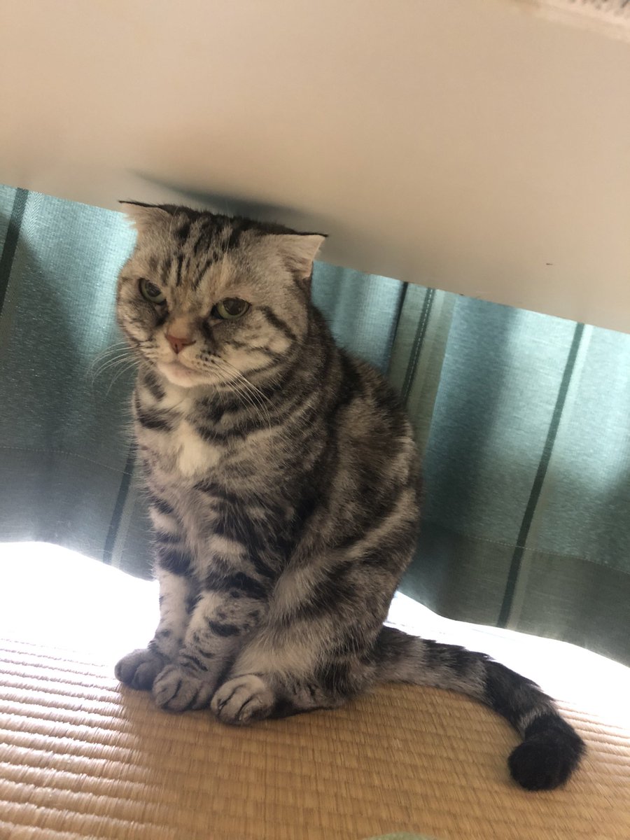 動物病院 X 猫 Hotワード