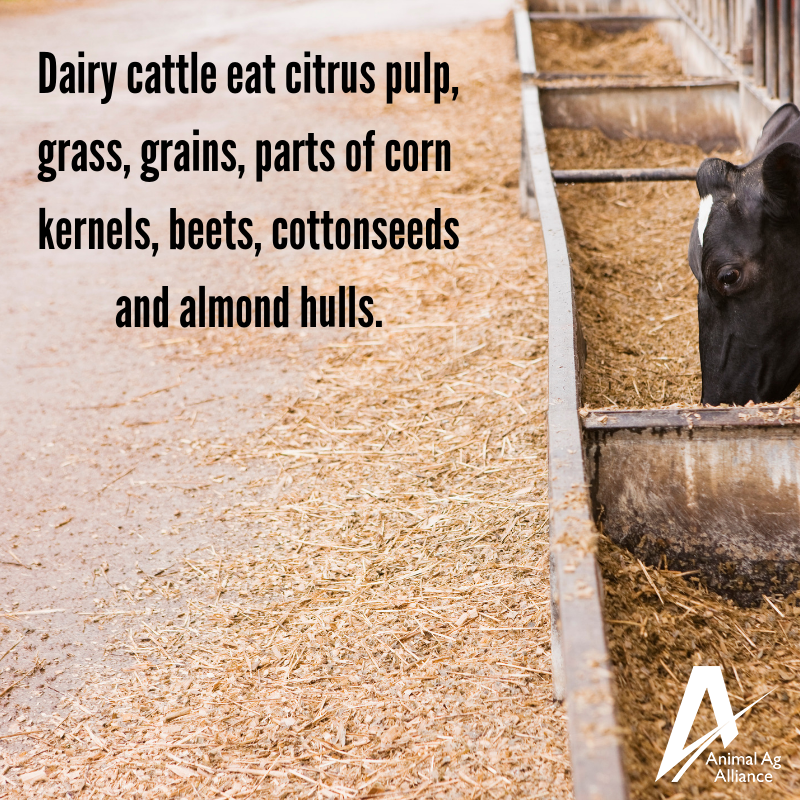 animalag's tweet photo. Did you know cattle are able to upcycle byproducts from other industries and turn them into a nutrient-dense protein source? In fact, more than 40% of all animal feeds are recycled products! ♻️🐮 https://t.co/27gvNuY25z https://t.co/2YS2L1rGaC