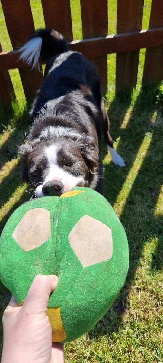 nickjon3006's tweet photo. Don't take. Only throw. #dogsoftwitter #bordercollie #dog #playinginthesun https://t.co/NaT6sb35xQ
