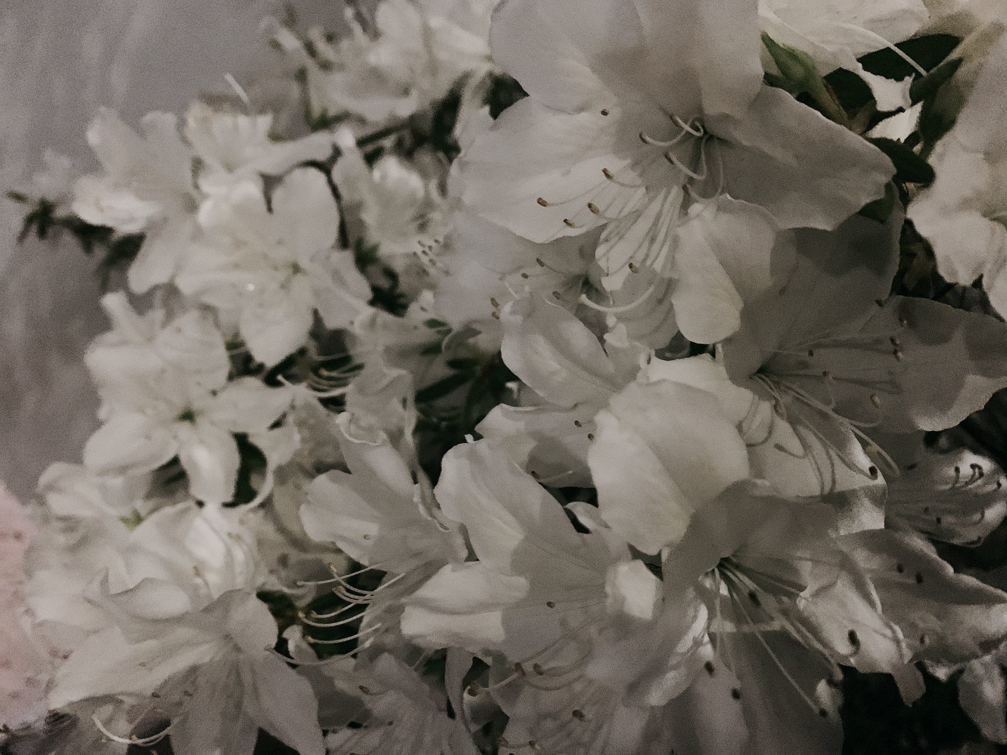 Reona 白い花