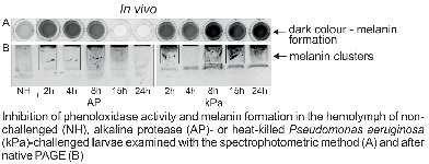 Physiol_Ent's tweet photo. Overcoming insect immune response: The role of Pseudomonas aeruginosa alkaline protease in phenoloxidase inhibition #insectimmunity #entomology #phenoloxidase  https://t.co/fTS3gG9rjd https://t.co/2WO3lZXJsU
