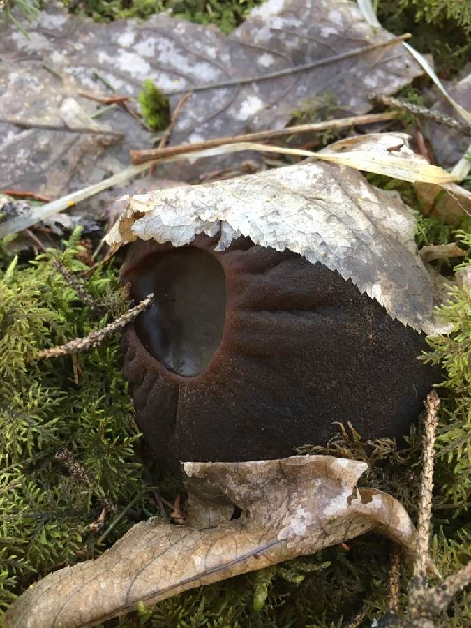 RARE SPECIES just found in Minnesota, the witches cauldron mushroom - Sarcosoma globosum, by past student Kristen Rosenberger and Annemarie Ehlers now working for US Forest Service. Only one previous report from MN known #fungi #mushrooms #rarespecies
