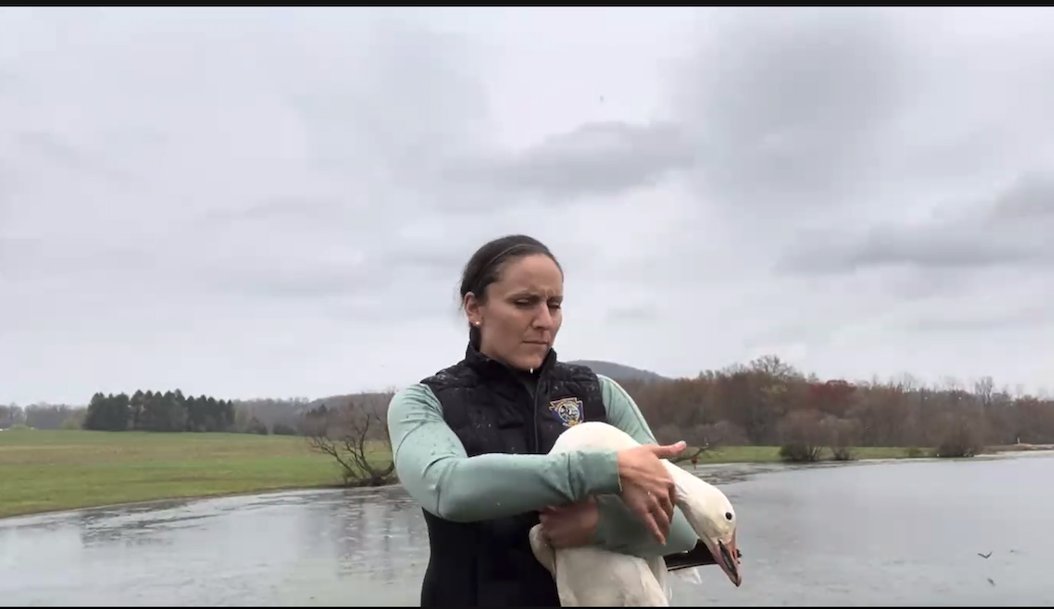 Biologist Lauren Ferreri from Middle Creek Wildlife Management Area joined our class yesterday for a fun virtual experience!