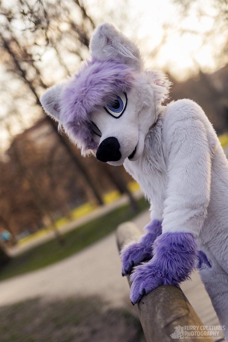 A wild husky has been spotted barking around the dog park! Who has the leash to catch him? 🦴 🐶 
#FursuitFriday
📷 : <a href="/FurCPhoto/">Furry C. Photo</a>
