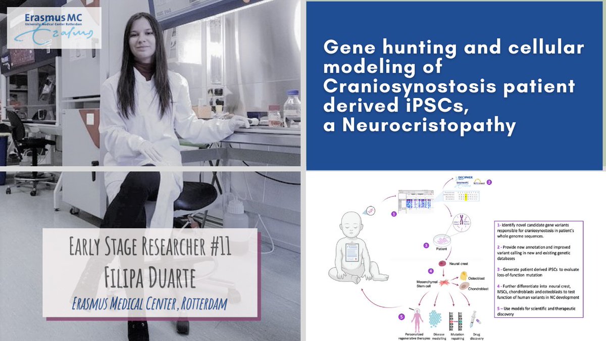 INeucrest's tweet photo. It has been 1 year that we are happy to have ESR11 @Filipamduarte in the network. Filipa is integrated in the team of Dr I.M.J. Mathijssen, @ErasmusMC Rotterdam. A lot of genome sequencing and #DECIPHER time to identify candidate gene variants causing neurocristopathies is ahead! https://t.co/PnVg34EbDJ