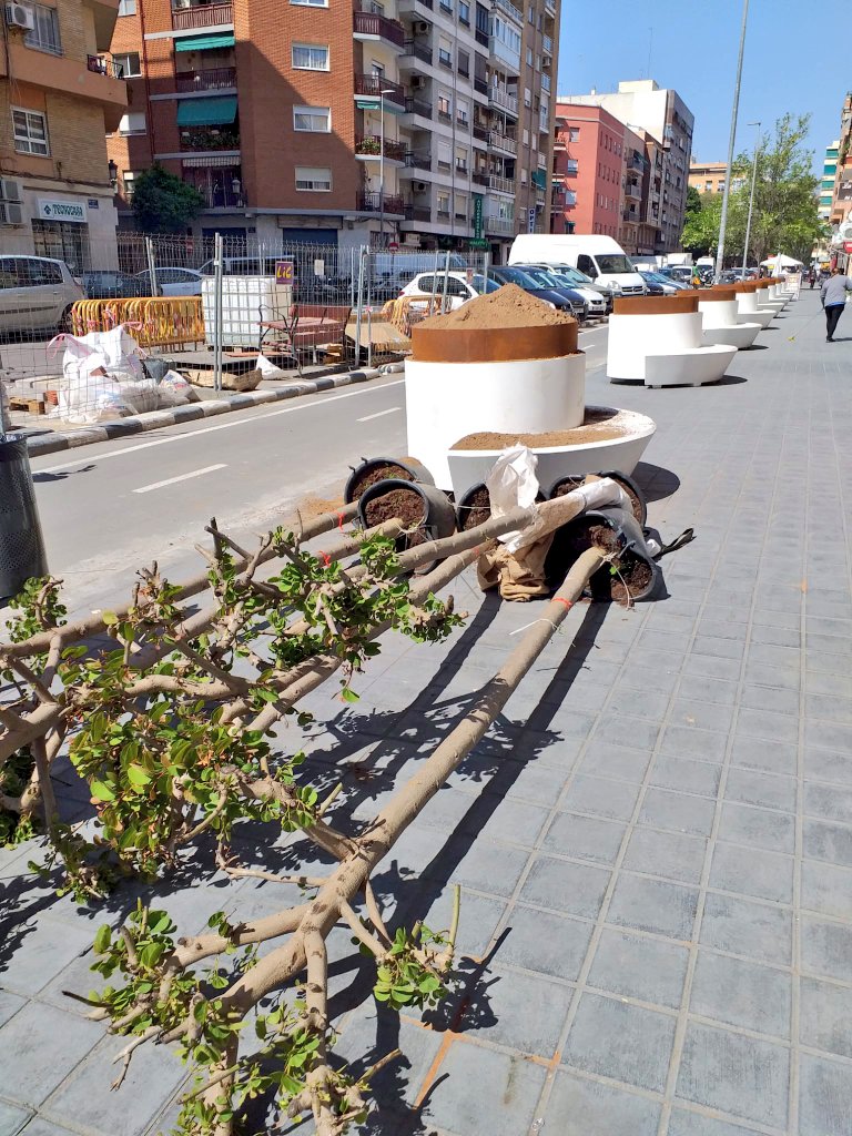 arbopalm's tweet photo. No. Imposible. No ha lugar. Por favor que rehagan el proyecto.
La supervivencia y por tanto el aporte de beneficios ecosistémicos de esta plantación está comprometida.
Bauhinias desmochada+contenedor pequeño y drenaje con grava+clima mediterráneo=fracaso garantizado.
De manual. https://t.co/ux0CQuhf5L
