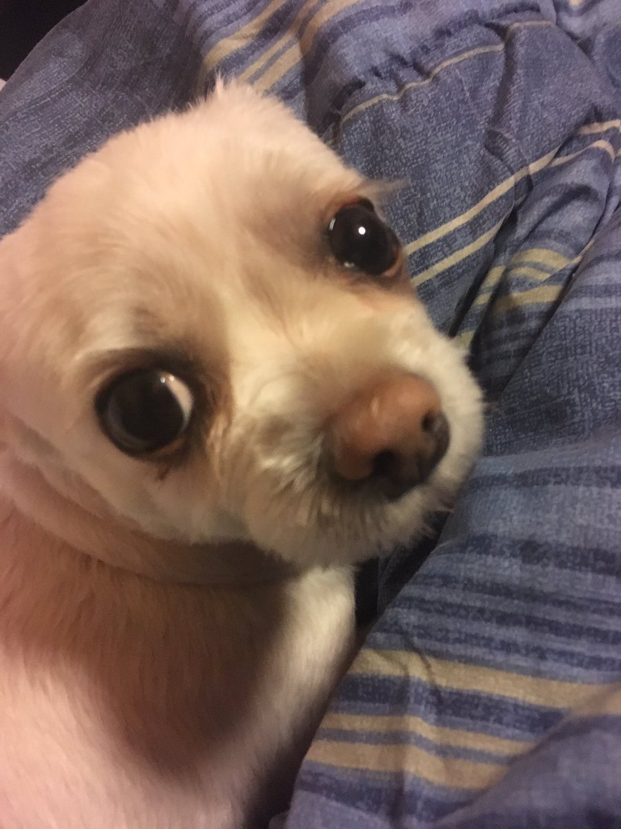 RatIsSoCute's tweet image. You see? Bad's hopeless... [202]